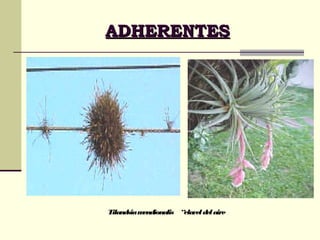 ADHERENTESADHERENTES
Tilandsiamendionalis “claveldelaire
 