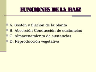 FUNCIONES DELA RAIZFUNCIONES DELA RAIZ
 A. Sostén y fijación de la plantaA. Sostén y fijación de la planta
 B. Absorción Conducción de sustanciasB. Absorción Conducción de sustancias
 C. Almacenamiento de sustanciasC. Almacenamiento de sustancias
 D. Reproducción vegetativaD. Reproducción vegetativa
 