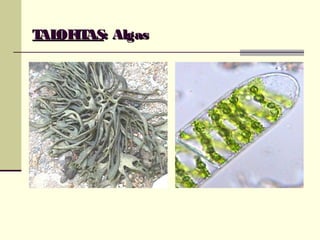 TALOFITASTALOFITAS: Algas: Algas
 