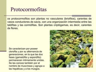 Protocormofitas
Se caracterizan por poseer
clorofila y por su alternancia de
generaciones, en la que las dos
fases (gametófito y esporófito)
permanecen íntimamente unidas.
Se las conoce también por el
nombre de muscíneas y agrupa a
las hepáticas y a los musgos.
os protocormofitos son plantas no vasculares (briofitos), carentes de
vasos conductores de savia, con una organización intermedia entre las
talófitas y las cormófitas. Son plantas criptógamas, es decir, carentes
de flores.
 