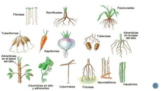 Organografia vegetal