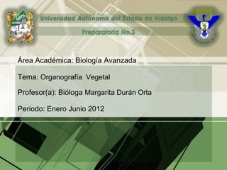 Área Académica: Biología Avanzada
Tema: Organografía Vegetal
Profesor(a): Bióloga Margarita Durán Orta
Periodo: Enero Junio 2012
 