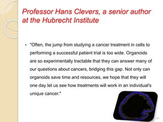 Professor Hans Clevers, a senior author
at the Hubrecht Institute
 "Often, the jump from studying a cancer treatment in c...