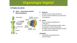 organologia-vegetal, anatomia e funcionamento de plantas | PPTX
