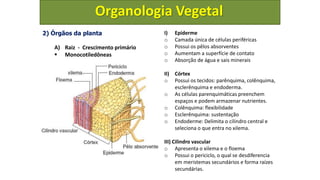 organologia-vegetal, anatomia e funcionamento de plantas | PPTX