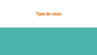Tipos de raízes
 