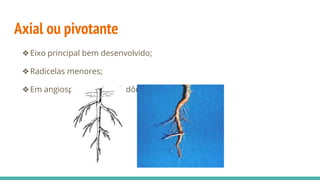 Axial ou pivotante
❖Eixo principal bem desenvolvido;
❖Radicelas menores;
❖Em angiospermas dicotiledôneas e gimnospermas;
 