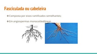 Fasciculada ou cabeleira
❖Composta por eixos ramificados semelhantes;
❖Em angiospermas monocotiledôneas.
 