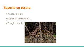 Suporte ou escora
❖Nasce do caule;
❖Sustentação da planta;
❖Fixação no solo.
 