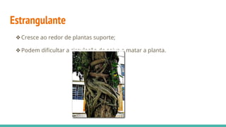 Estrangulante
❖Cresce ao redor de plantas suporte;
❖Podem dificultar a circulação de seiva e matar a planta.
 