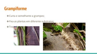 Grampiforme
❖Curta e semelhante a grampos;
❖Fixa as plantas em diferente substratos;
❖Trepadeiras e heras.
 