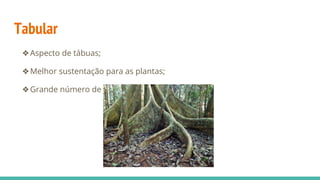 Tabular
❖Aspecto de tábuas;
❖Melhor sustentação para as plantas;
❖Grande número de lenticelas.
 