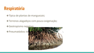 Respiratória
❖Típica de plantas de manguezais;
❖Terrenos alagadiços com pouca oxigenação;
❖Geotropismo negativo;
❖Pneumatódios: lenticelas para arejamento da raiz.
 