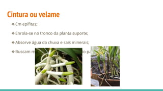 Cintura ou velame
❖Em epífitas;
❖Enrola-se no tronco da planta suporte;
❖Absorve água da chuva e sais minerais;
❖Buscam mais luminosidade, mas não parasitam.
 