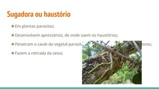 Sugadora ou haustório
❖Em plantas parasitas;
❖Desenvolvem apressórios, de onde saem os haustórios;
❖Penetram o caule do vegetal parasitado e atingem seus vasos condutores;
❖Fazem a retirada da seiva;
 