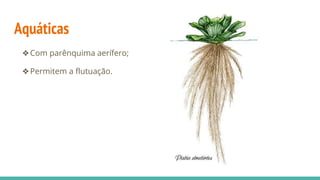 Aquáticas
❖Com parênquima aerífero;
❖Permitem a flutuação.
 