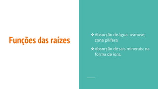 Funções das raízes
❖Absorção de água: osmose;
zona pilífera.
❖Absorção de sais minerais: na
forma de íons.
 