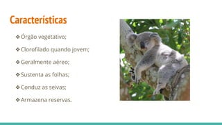 Características
❖Órgão vegetativo;
❖Clorofilado quando jovem;
❖Geralmente aéreo;
❖Sustenta as folhas;
❖Conduz as seivas;
❖Armazena reservas.
 