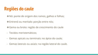 Regiões do caule
❖Nó: ponte de origem dos ramos, galhos e folhas;
❖Entrenó ou meritalo: porção entre nós;
❖Gema ou broto: região de crescimento do caule
- Tecidos meristemáticos;
- Gemas apicais ou terminais: no ápice do caule;
- Gemas laterais ou axiais: na região lateral do caule.
 