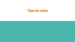 Tipos de caules
 