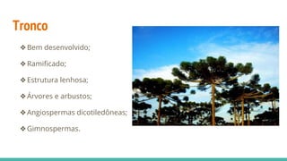Tronco
❖Bem desenvolvido;
❖Ramificado;
❖Estrutura lenhosa;
❖Árvores e arbustos;
❖Angiospermas dicotiledôneas;
❖Gimnospermas.
 