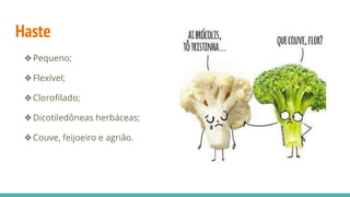 Haste
❖Pequeno;
❖Flexível;
❖Clorofilado;
❖Dicotiledôneas herbáceas;
❖Couve, feijoeiro e agrião.
 