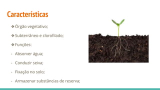 Características
❖Órgão vegetativo;
❖Subterrâneo e clorofilado;
❖Funções:
- Absorver água;
- Conduzir seiva;
- Fixação no solo;
- Armazenar substâncias de reserva;
 