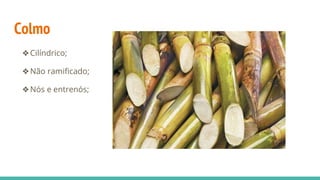 Colmo
❖Cilíndrico;
❖Não ramificado;
❖Nós e entrenós;
 