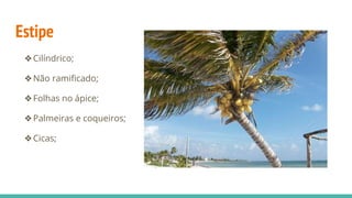 Estipe
❖Cilíndrico;
❖Não ramificado;
❖Folhas no ápice;
❖Palmeiras e coqueiros;
❖Cicas;
 