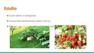 Estolho
❖Caule aéreo e rastejante;
❖Cresce horizontalmente sobre a terra;
❖Nós: saem raízes adventícias e ramos aéreos;
 