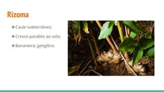 Rizoma
❖Caule subterrâneo;
❖Cresce paralelo ao solo;
❖Bananeira; gengibre.
 
