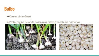 Bulbo
❖Caule subterrâneo;
❖Prato: região de onde nascem as raízes (meristema primário)
 