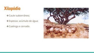 Xilopódio
❖Caule subterrâneo;
❖Espesso: acúmulo de água;
❖Caatinga e cerrado.
 