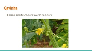 Gavinha
❖Ramo modificado para fixação da planta.
 