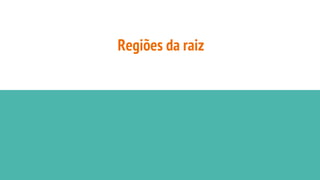Regiões da raiz
 