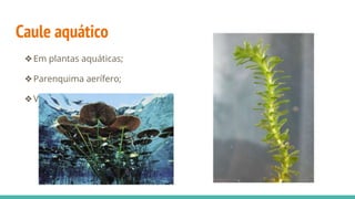 Caule aquático
❖Em plantas aquáticas;
❖Parenquima aerífero;
❖Vitória-régia e Elodea.
 