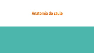 Anatomia do caule
 