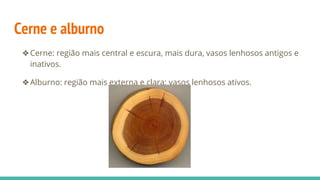 Cerne e alburno
❖Cerne: região mais central e escura, mais dura, vasos lenhosos antigos e
inativos.
❖Alburno: região mais externa e clara; vasos lenhosos ativos.
 