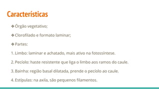 Características
❖Órgão vegetativo;
❖Clorofilado e formato laminar;
❖Partes:
1. Limbo: laminar e achatado, mais ativo na fotossíntese.
2. Pecíolo: haste resistente que liga o limbo aos ramos do caule.
3. Bainha: região basal dilatada, prende o pecíolo ao caule.
4. Estípulas: na axila, são pequenos filamentos.
 