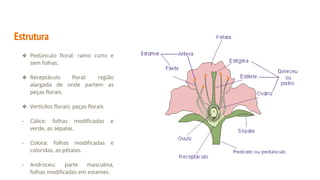 Estrutura
❖ Pedúnculo floral: ramo curto e
sem folhas.
❖ Receptáculo floral: região
alargada de onde partem as
peças florais.
❖ Verticilos florais: peças florais
- Cálice: folhas modificadas e
verde, as sépalas.
- Colora: folhas modificadas e
coloridas, as pétalas.
- Androceu: parte masculina,
folhas modificadas em estames.
 