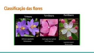 Classificação das flores
 