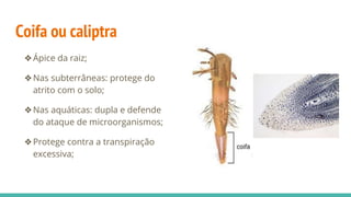 Coifa ou caliptra
❖Ápice da raiz;
❖Nas subterrâneas: protege do
atrito com o solo;
❖Nas aquáticas: dupla e defende
do ataque de microorganismos;
❖Protege contra a transpiração
excessiva;
 