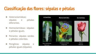 Classificação das flores: sépalas e pétalas
❖ Heteroclamídeas:
sépalas e pétalas
diferentes.
❖ Homoclamídeas: sépalas
e pétalas iguais.
❖ Perianto: sépalas verdes
e pétalas coloridas.
❖ Perigônio: sépalas e
pétalas iguais (tépalas).
 