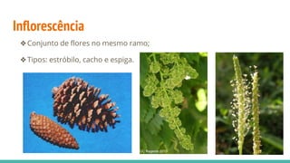 Inflorescência
❖Conjunto de flores no mesmo ramo;
❖Tipos: estróbilo, cacho e espiga.
 