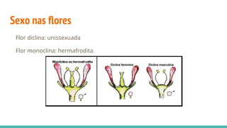 Sexo nas flores
Flor diclina: unissexuada
Flor monoclina: hermafrodita.
 