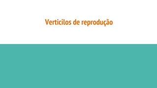 Verticilos de reprodução
 
