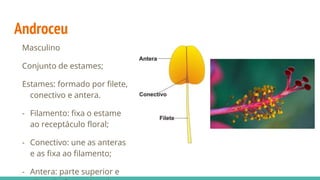 Androceu
Masculino
Conjunto de estames;
Estames: formado por filete,
conectivo e antera.
- Filamento: fixa o estame ao
receptáculo floral;
- Conectivo: une as anteras e as
fixa ao filamento;
- Antera: parte superior e
dilatada, formada pelas tecas
(com micrósporos no interior).
 