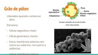 Grão de pólen
Liberados quando a antera se
abre.
Estrutura:
- Célula vegetativa: maior
- Célula generativa: menor
- Exina: membrana externa com
cutina ou suberina, com poros e
saliências.
- Intina: membrana interna.
 