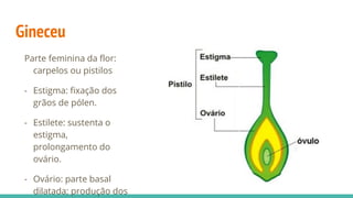 Gineceu
Parte feminina da flor:
carpelos ou pistilos
- Estigma: fixação dos grãos
de pólen.
- Estilete: sustenta o estigma,
prolongamento do ovário.
- Ovário: parte basal dilatada;
produção dos óvulos.
 