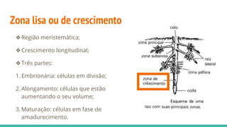 Zona lisa ou de crescimento
❖Região meristemática;
❖Crescimento longitudinal;
❖Três partes:
1. Embrionária: células em divisão;
2. Alongamento: células que estão
aumentando o seu volume;
3. Maturação: células em fase de
amadurecimento.
 
